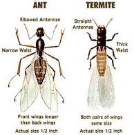 What do Termites look like?